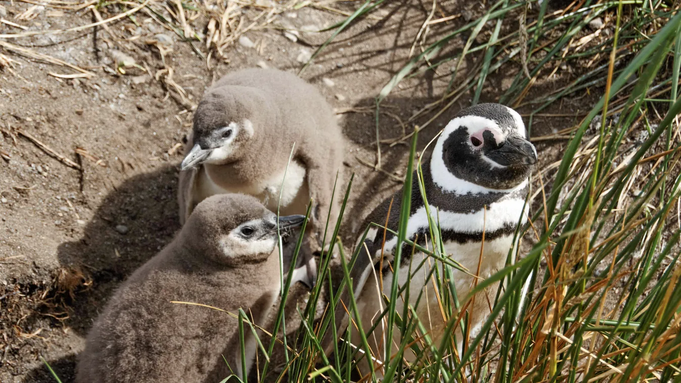 Magellán pingvin 