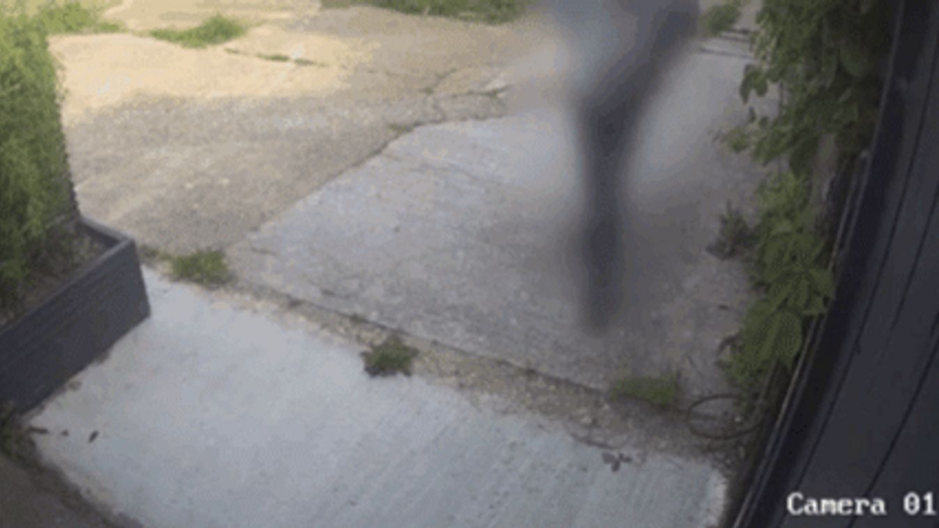 Felháborodott család filmezi a házuk előtt ürítő gazembert, GIF 
