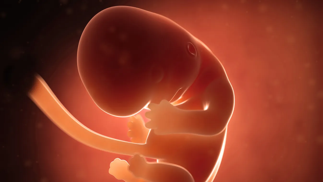 magzat embrió 8. héten 
