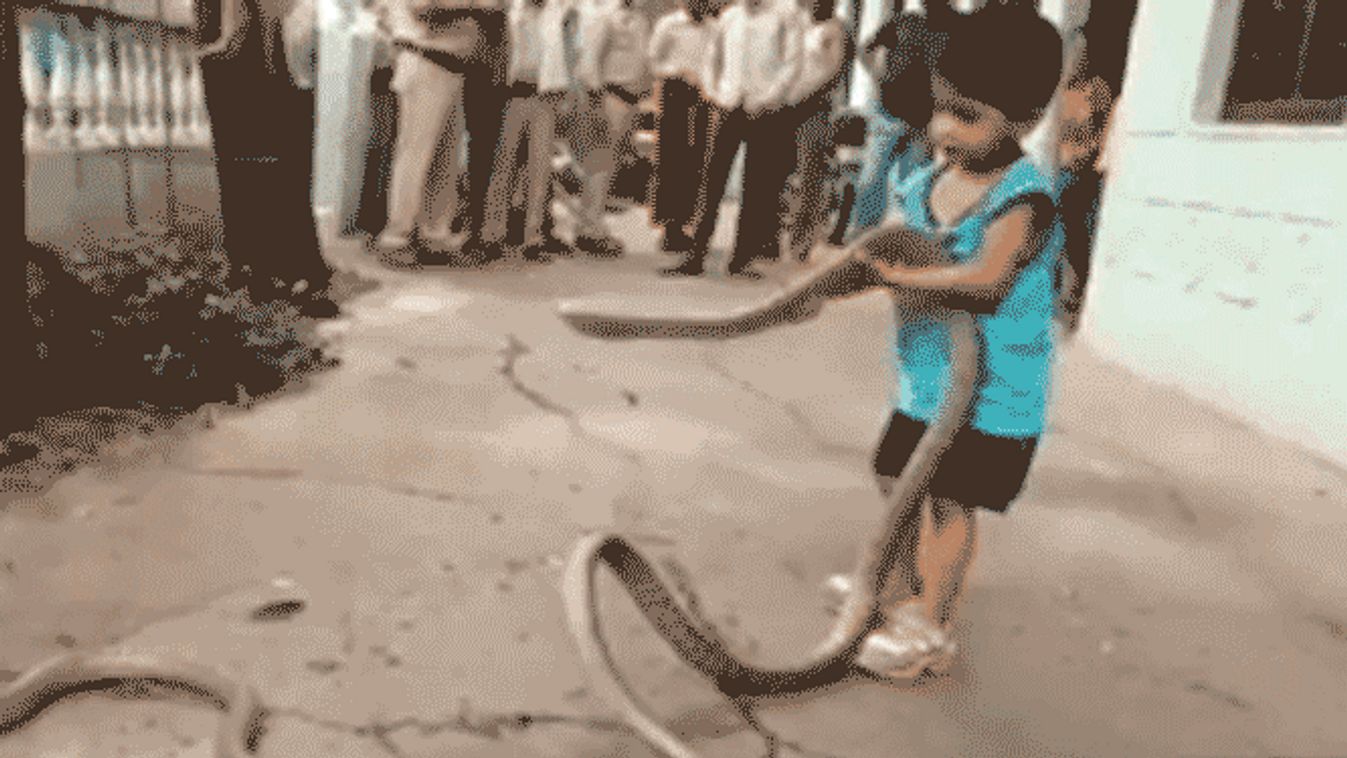 Boy, 3, picks up and throws around two enormous SNAKES as nervous onlookers stand back and watch 