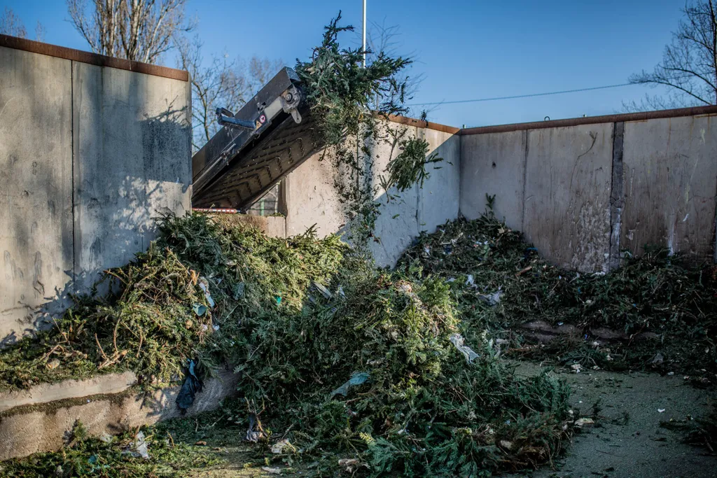 karácsonyfák megsemmisítése, Budapest, 2021.01.11. 