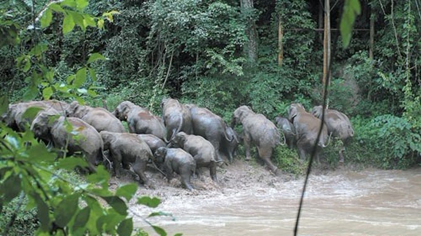 14 egyedből álló elefántcsorda garázdálkodik a délnyugat-kínai Jünnan tartományban. 