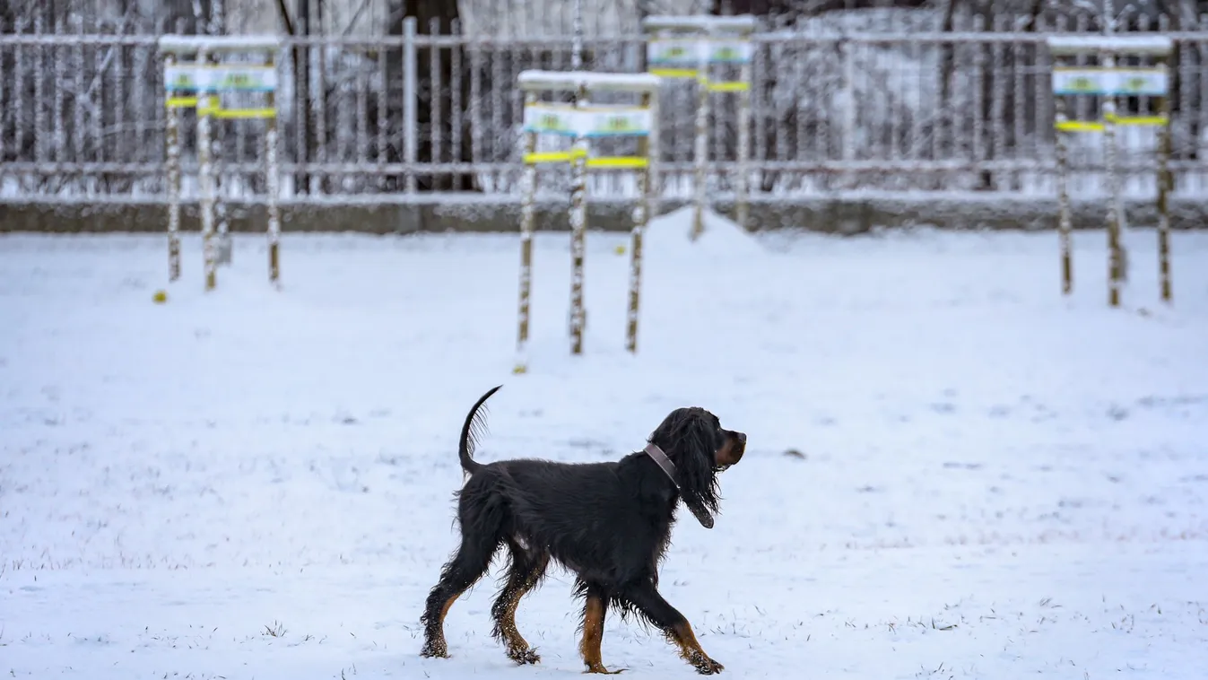 Az idei szezon első hava Újpesten 2021 január 14-én, hó, havazás, Budapest, tél, időjárás, kutya 