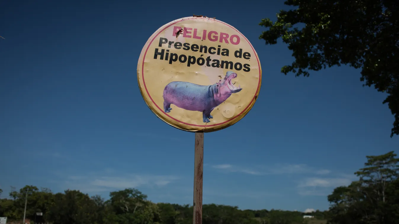 víziló Narco Legacy In Colombia LAKE Conflict Colombia HORIZONTAL ecosystem ANIMAL photography biodiversity HIPPOPOTAMUS Color Image hippos Hacienda Nápoles Exotic Animal 