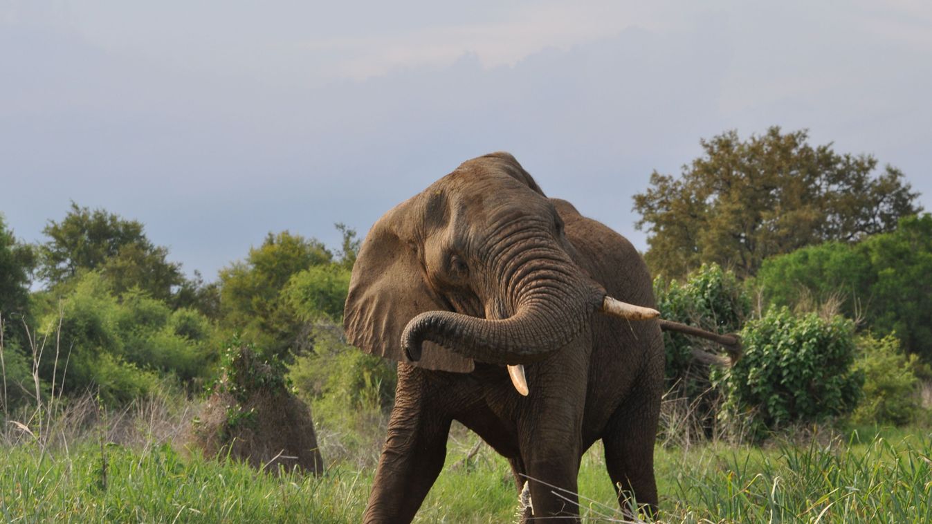 afrikai elefánt 