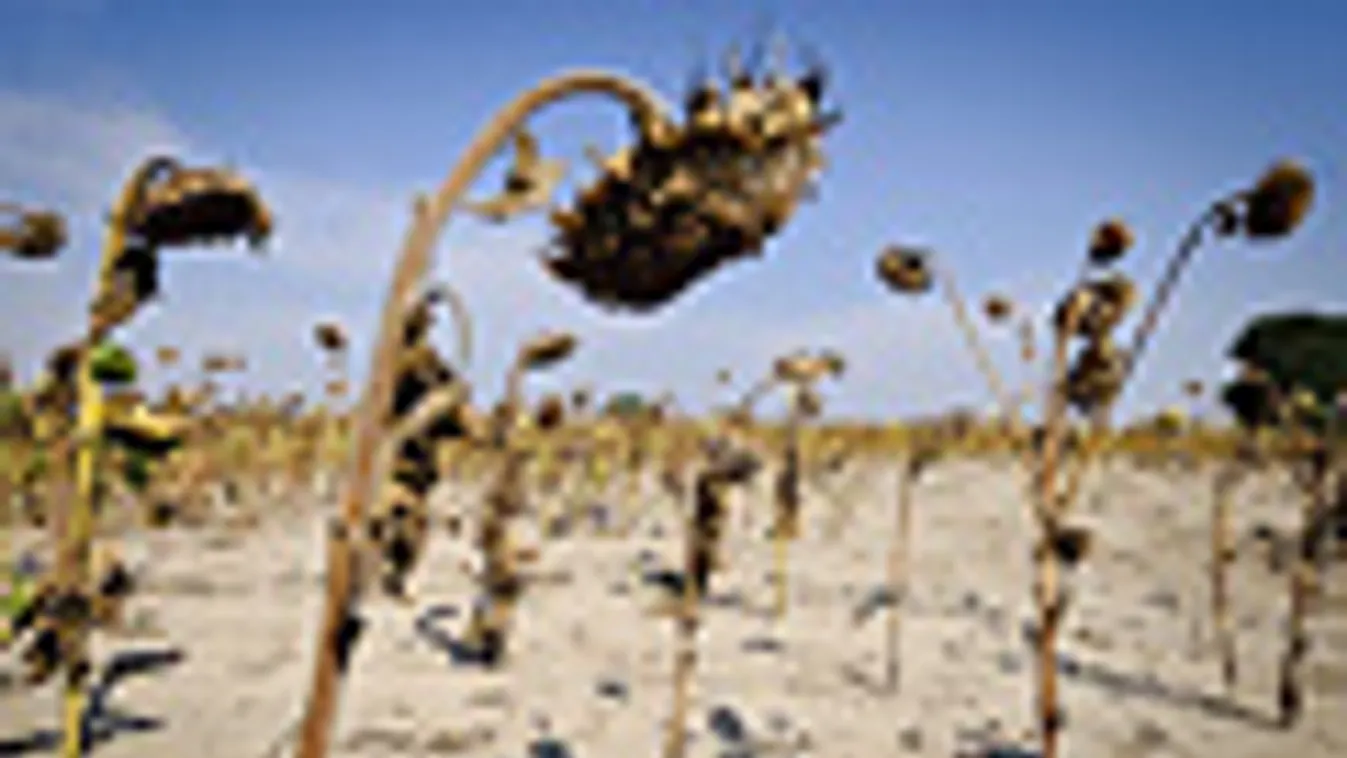 aszály, szárazság, Elszáradt napraforgó a szikes talajon a Hajdú-Bihar megyei Zsáka határában, öntözési hivatal 
