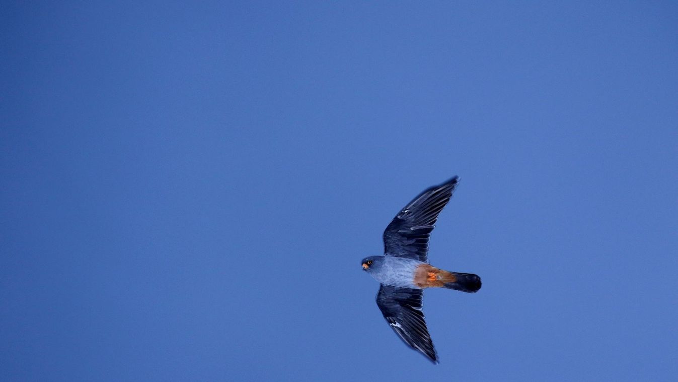 kék vércse, Falco vespertinus 