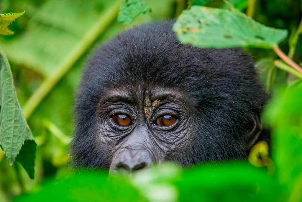 Bwindi Nemzeti Park, Kelet-Afrika, Uganda, Bwindi Áthatolhatatlan Nemzeti Park,  Afrika egyik leggazdagabb ökoszisztémája, galéria, 2023 