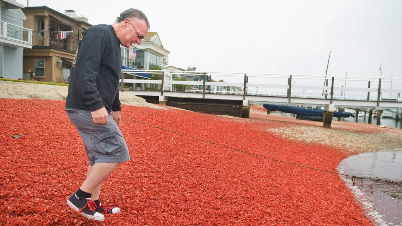 Newport Beach, 2015. június 17.
Gregg Adler lépked finoman a több ezer tengeri rák által szőnyegként beterített parton a kaliforniai Newport Beachen 2015. június 16-án. A rákok, amelyek alapvetően a mexikói Kalifornia-félszigetnél élnek, tömegesen menekül