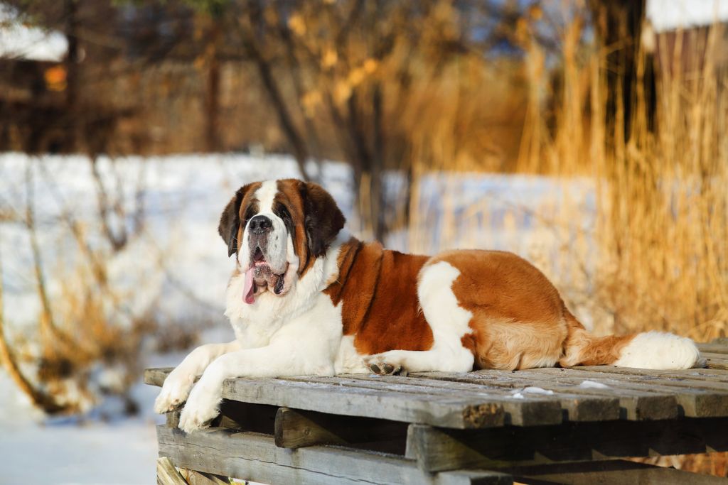 10 kutyafajta, ami imádja a hosszú, téli sétákat, bernáthegyi 