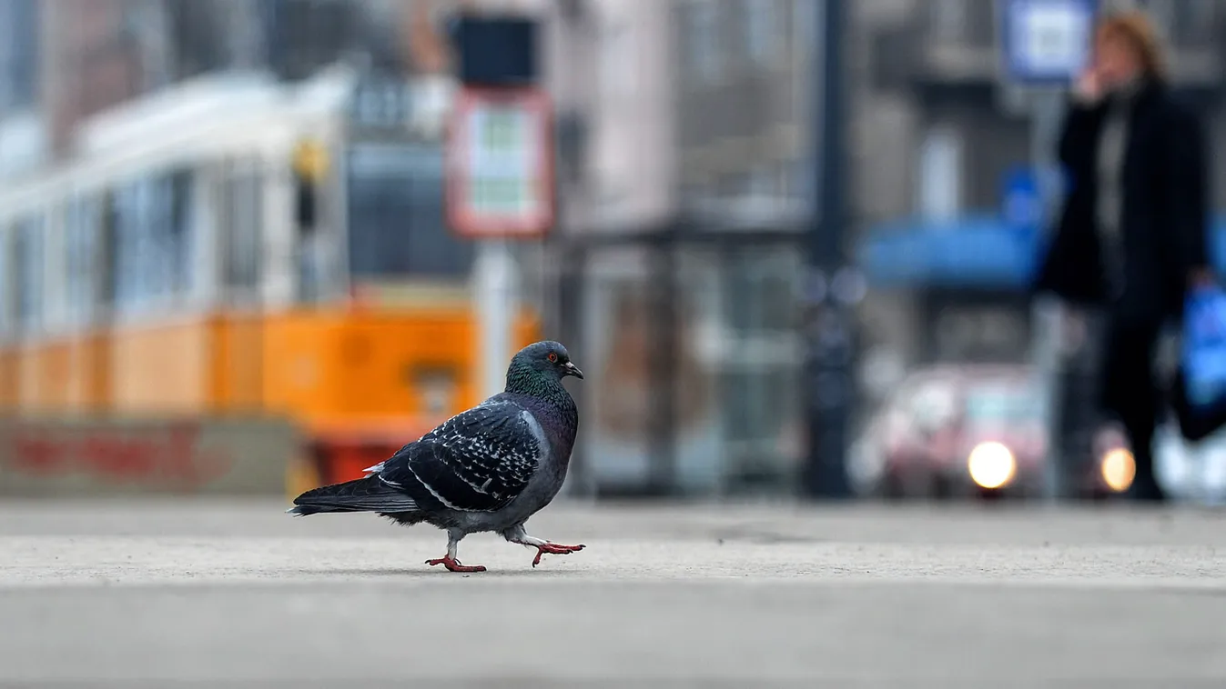 városi madarak 