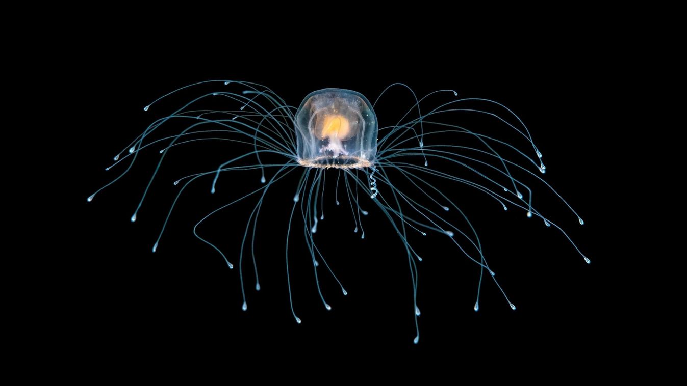 Turritopsis, halhatatlan medúza 