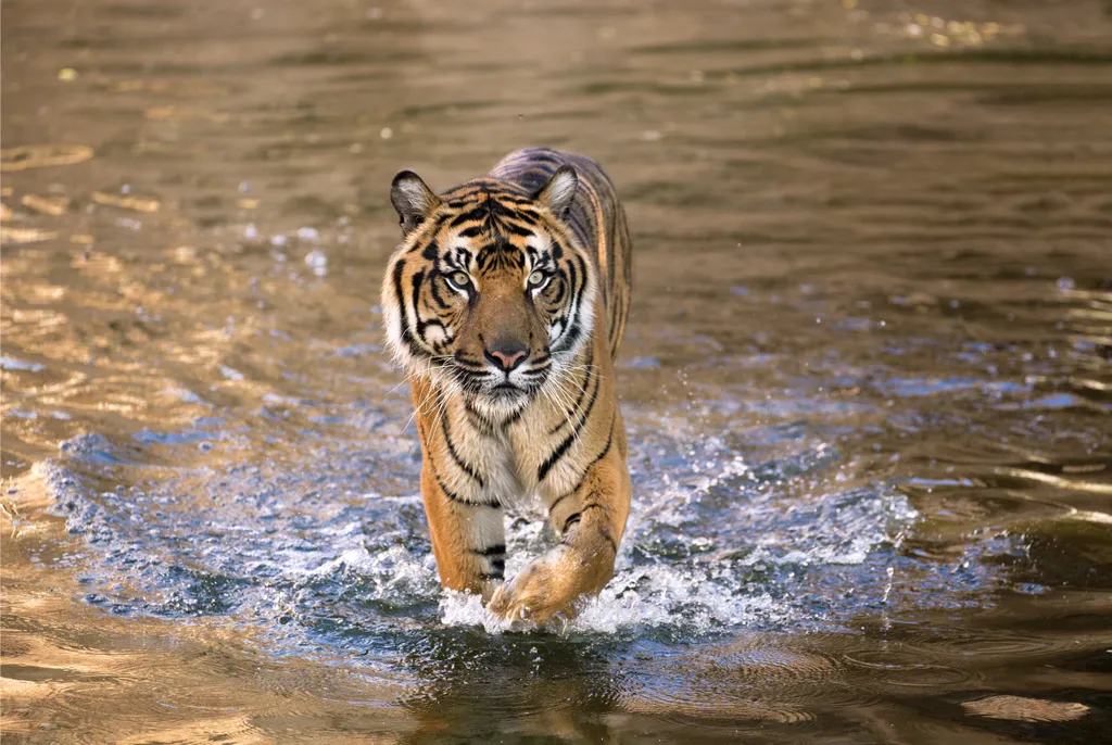 Taman Negara, nemzeti park, Malajzia-félsziget, Malajzia, Taman Negara összterülete 4343 km2, Lombhullató esőerdő, több mint 130 millió éves 