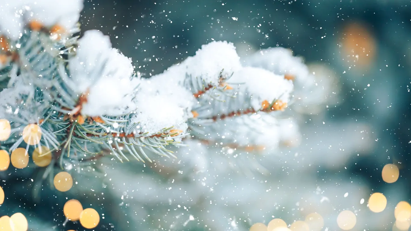tél, hó, fenyő, karácsony, advent 