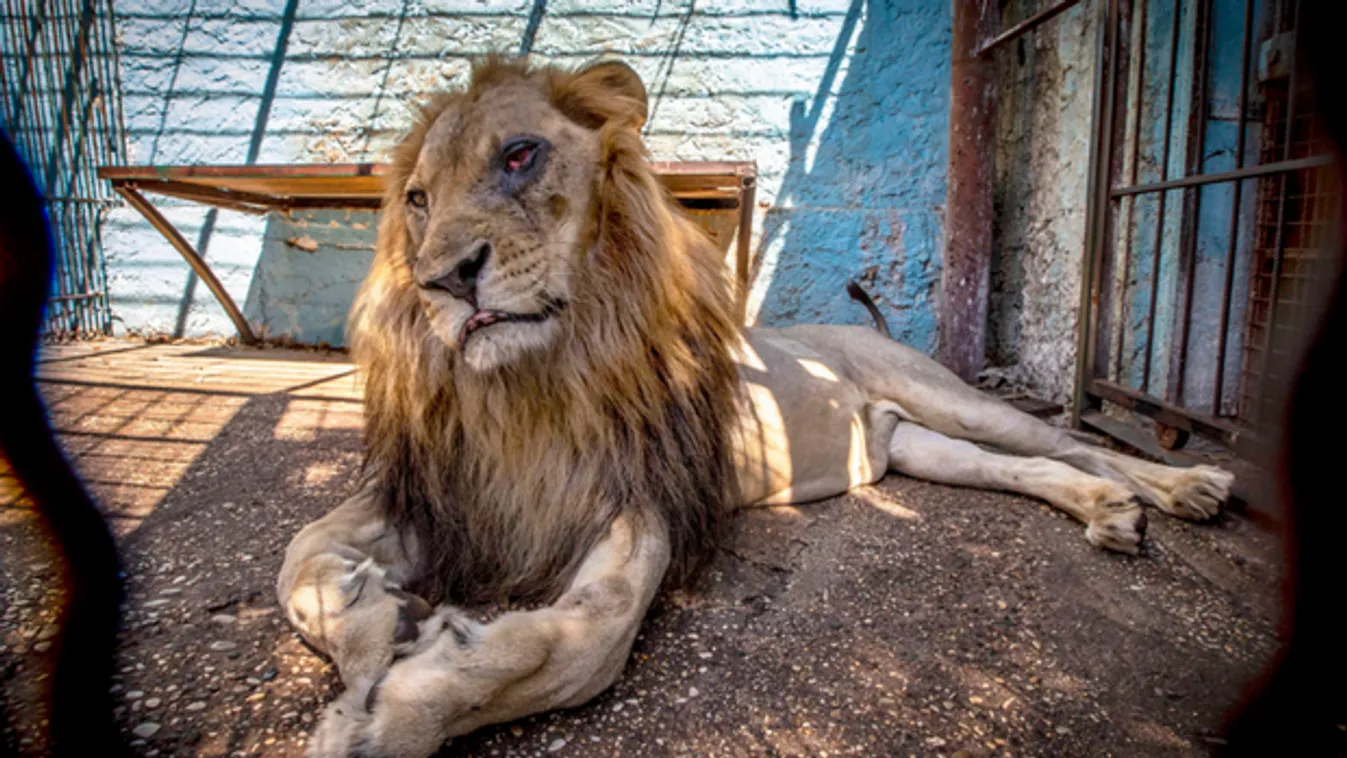Safari Park Zoo, Albánia, pokol állatkertje 