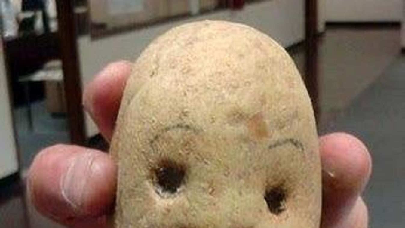 gonosz krumpli 