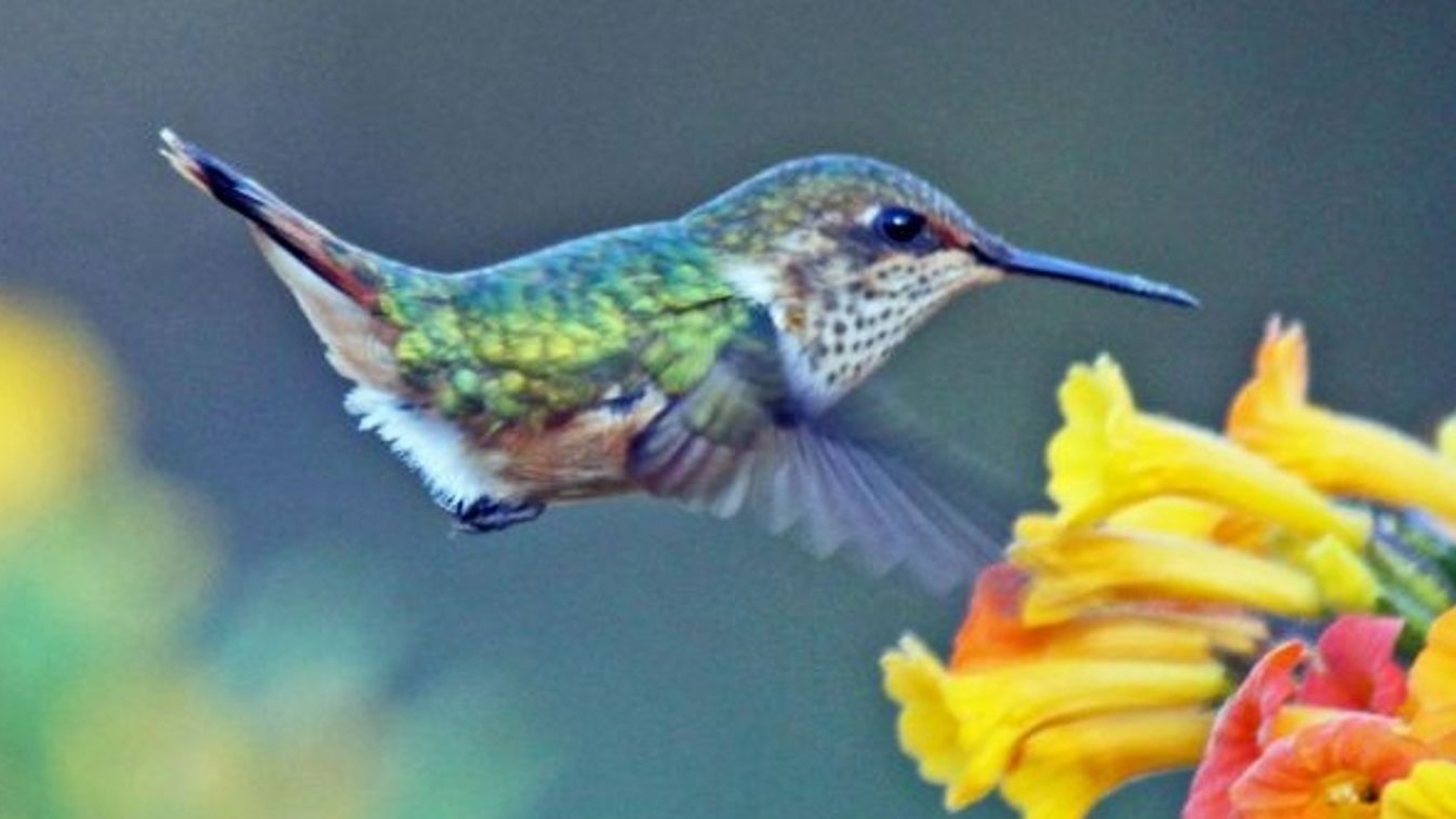 A Hummingbird (kolibri) frissítés a Google legjelentősebb fejlesztése az utóbbi évtizedben