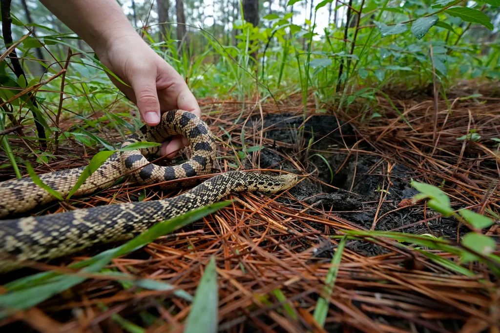Kígyók telepítése a vadonba az Egyesült Államokban Pituophis ruthveni óriáskígyófaj egyik példányáról a Louisiana állambeli Kisatchie természetvédelmi területen, Alexandria város térségében, ahol a Memphisi Állatkert biológusai mintegy száz P. ruthven 