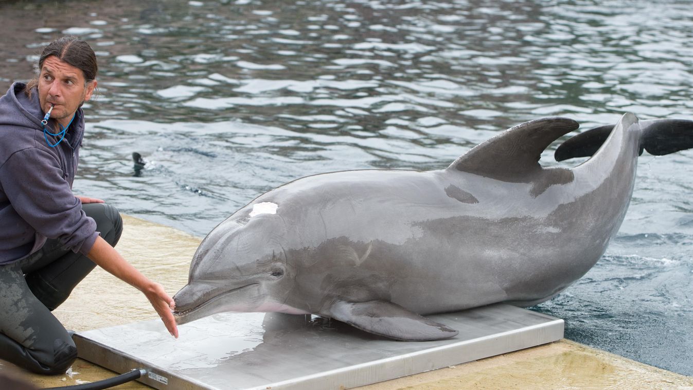 Dolphin Moby died Human Interest ANIMAL Vermischtes Tümmler 