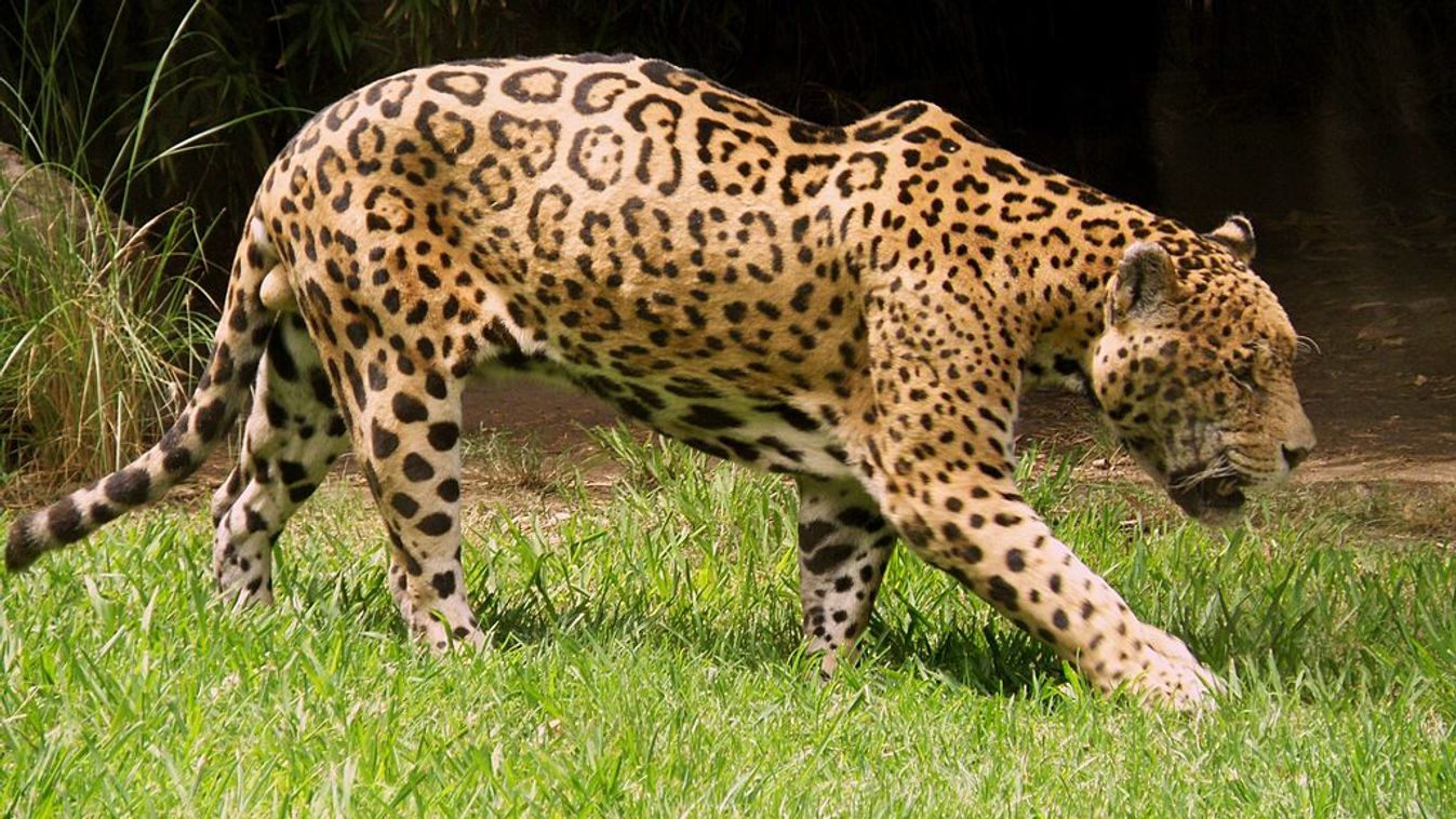 jaguár 