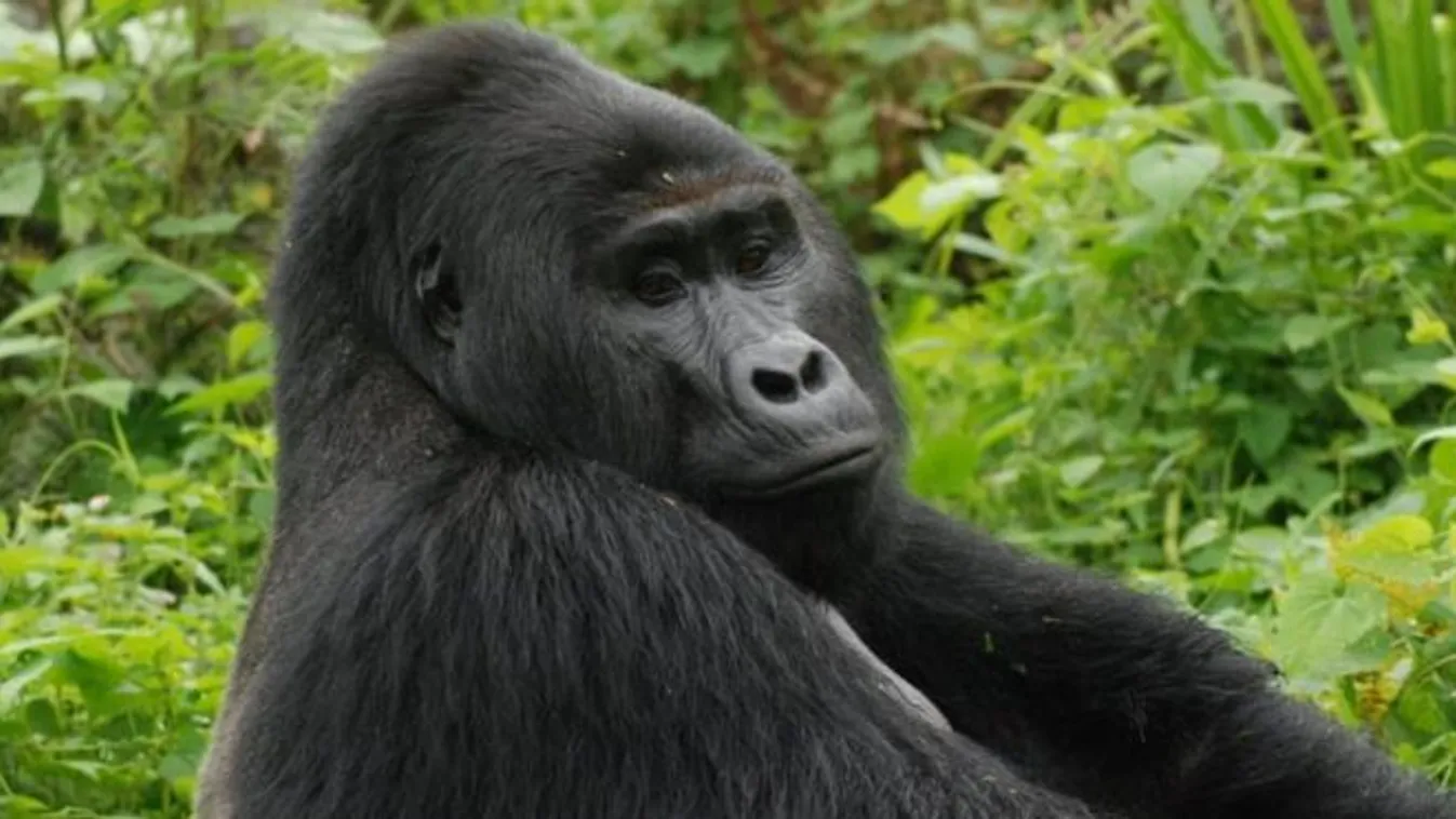 Rafiki, Uganda, Biwndi Nemzeti Park, 