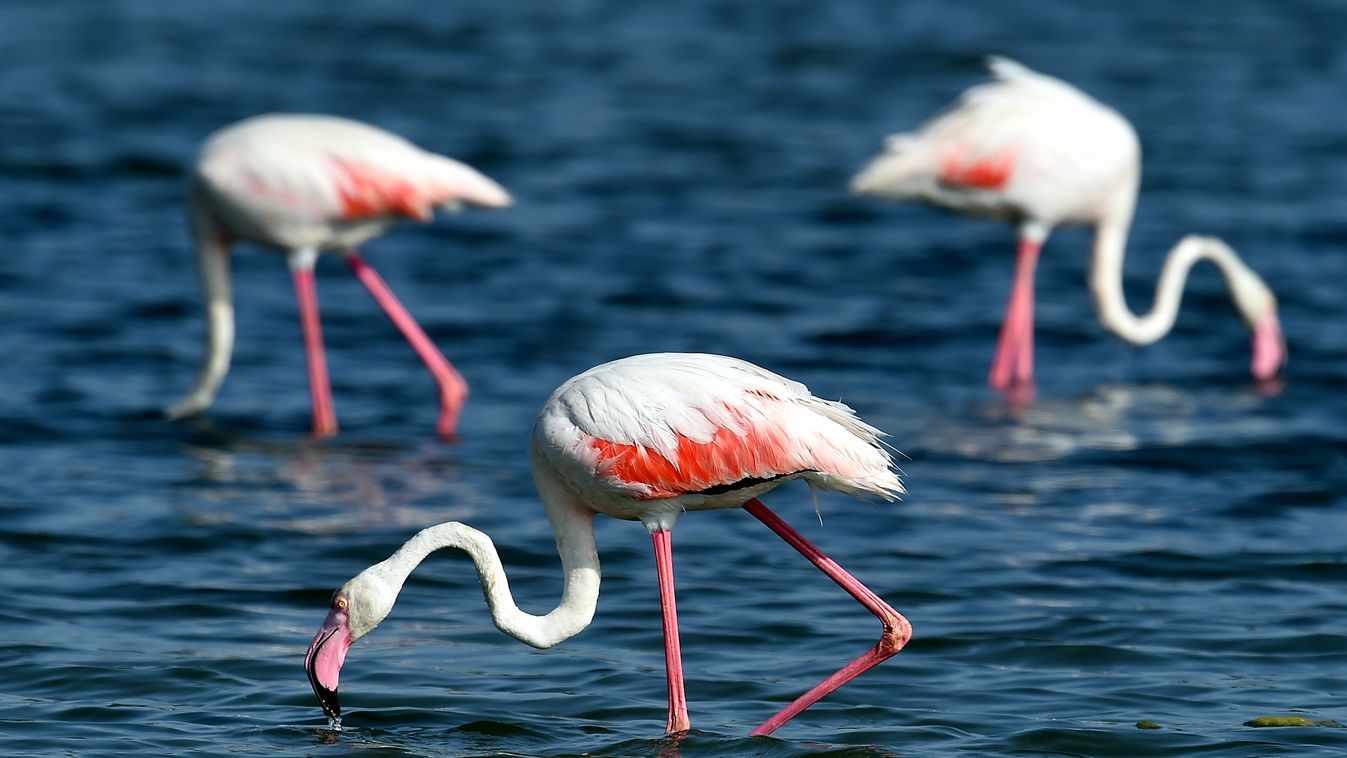 flamingó 