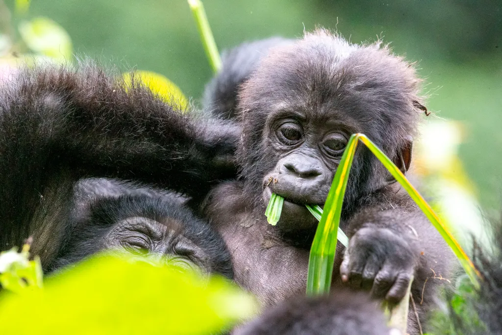 Bwindi Nemzeti Park, Kelet-Afrika, Uganda, Bwindi Áthatolhatatlan Nemzeti Park,  Afrika egyik leggazdagabb ökoszisztémája, galéria, 2023 