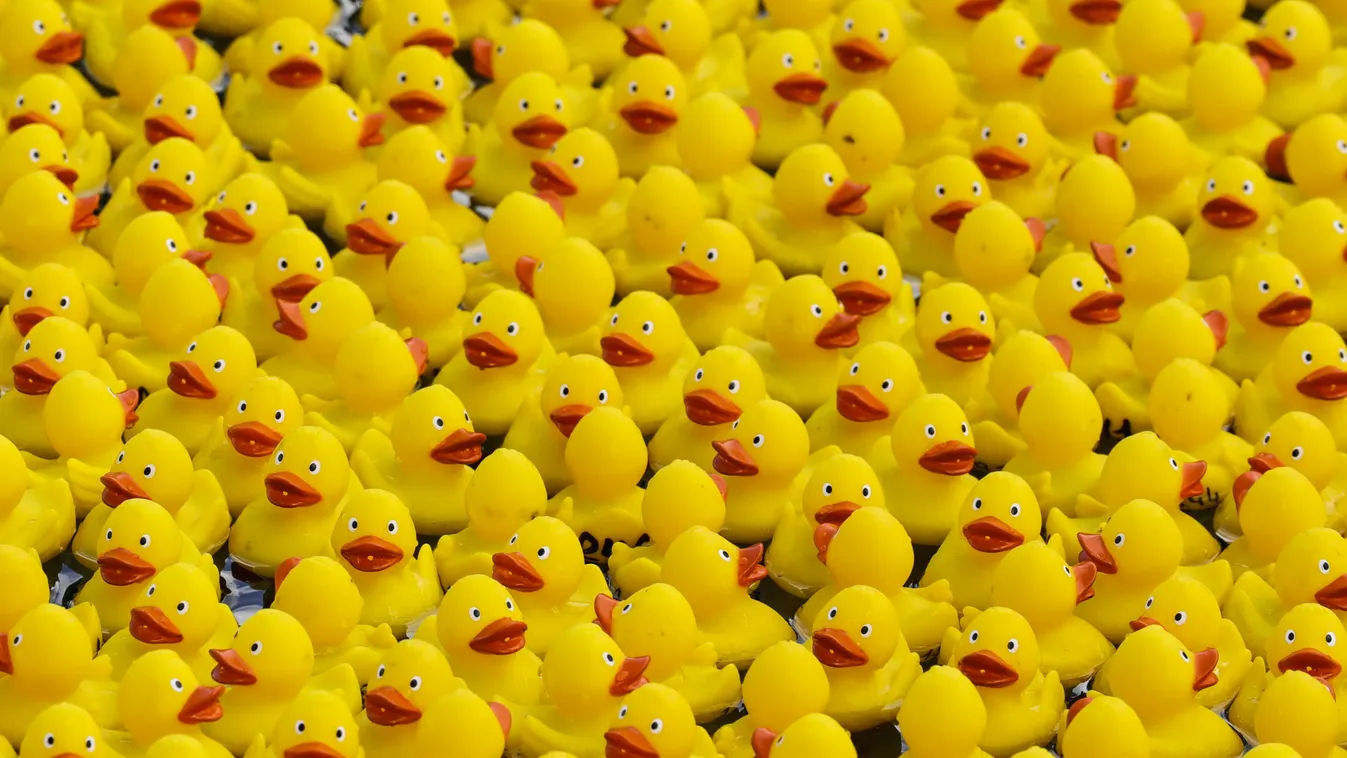 Rubber ducks charity swim in Moscow yellow rubber duck pond race toy yellow,rubber duck,pond,race,toy
gyűjtők és gyűjtemények 