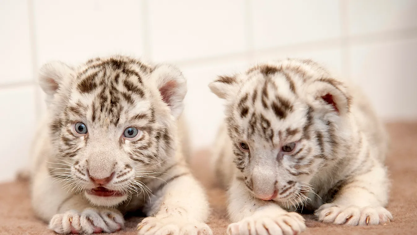 News, Cukiság duplázva: hét végétől láthatóak az egyhónapos fehér tigriskölykök 