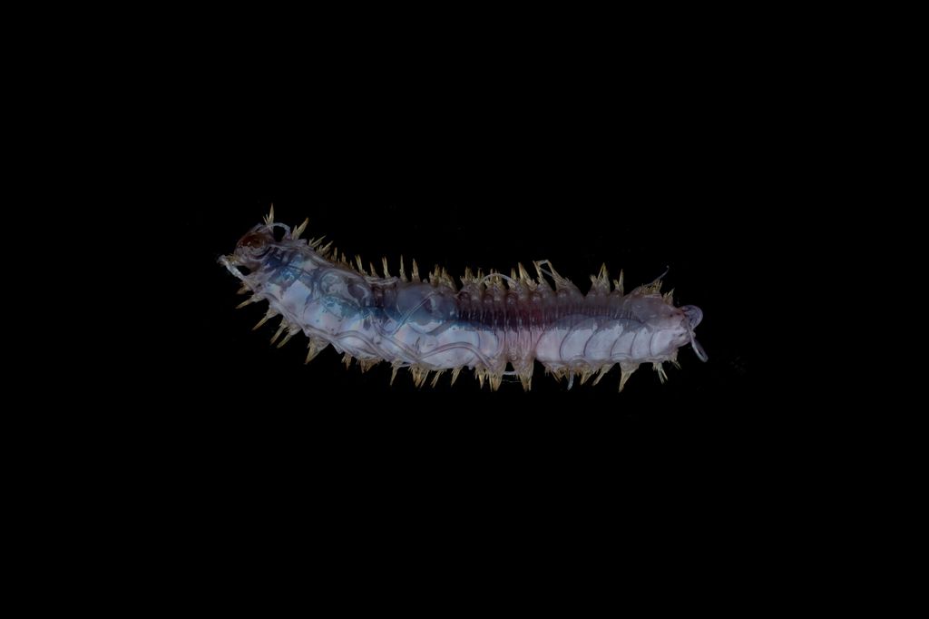 Antarktisz Polynoid Polychaete Worm in the Antarctic Antarctic Biodiversity KWCI (GPI)  title) Research Samples A polynoid polychaete worm collected off Lecointe Island (Gerlache Strait, Antarctic Peninsula) at around 560 meters depth. 