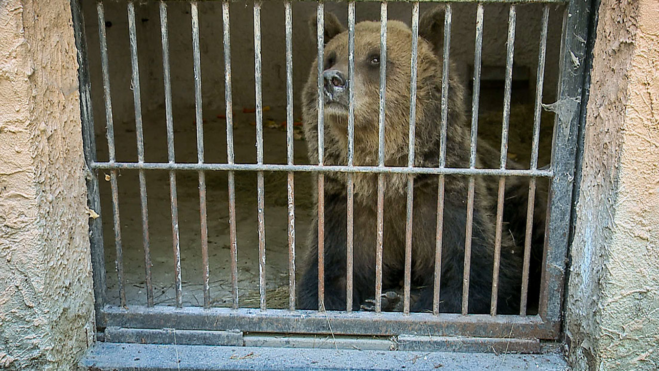 A Sándorfalván befogott medve a Szegedi Vadasparkban 