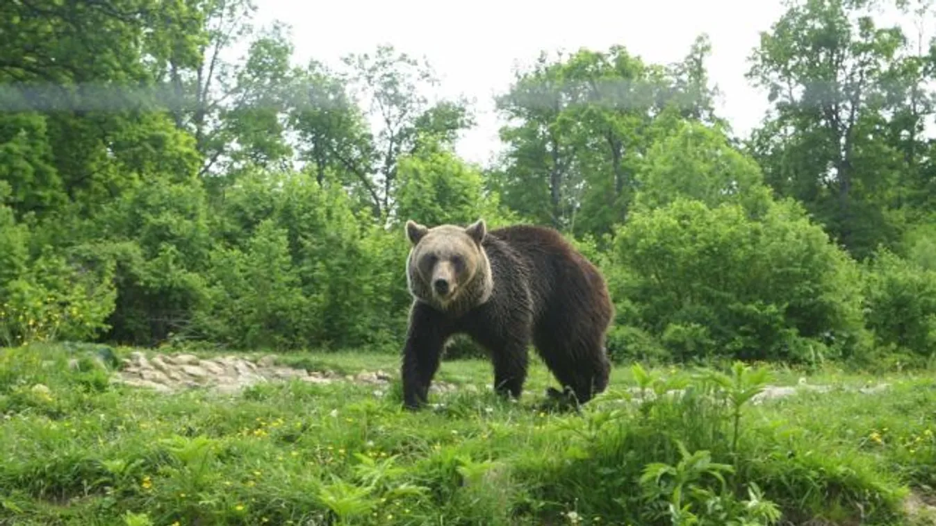medvetámadás romániában 