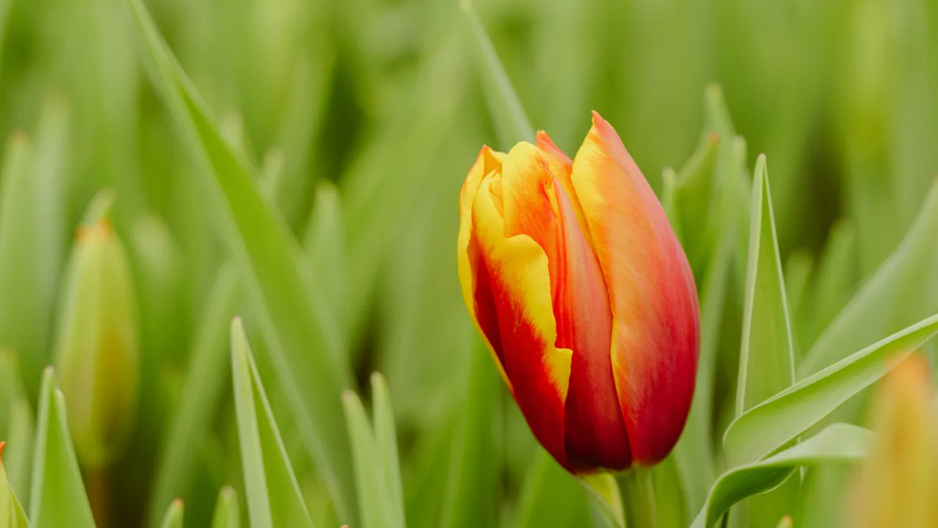 anyák napja
tulipán
virág 
