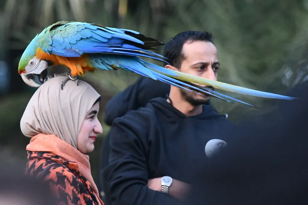 Látványos papagájshow Kuvaitban, galéria, 2022 