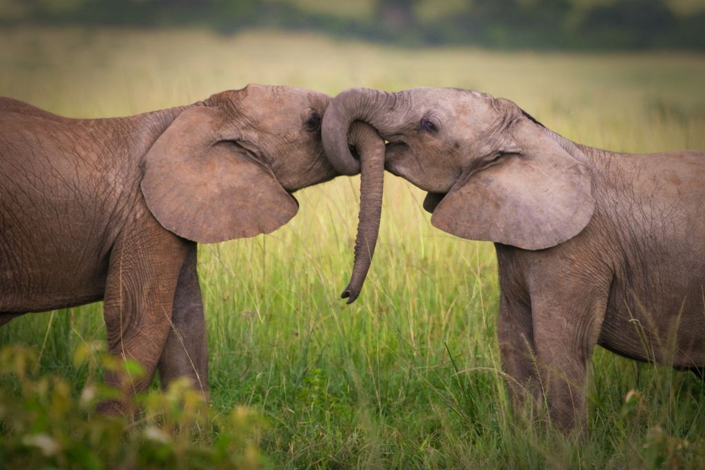 Elephants,In,Love,masai,Mara,kenya love,small,siblings,safari,masai mara,body,kiss,sun,steppe,kenya
állati szerelem 
