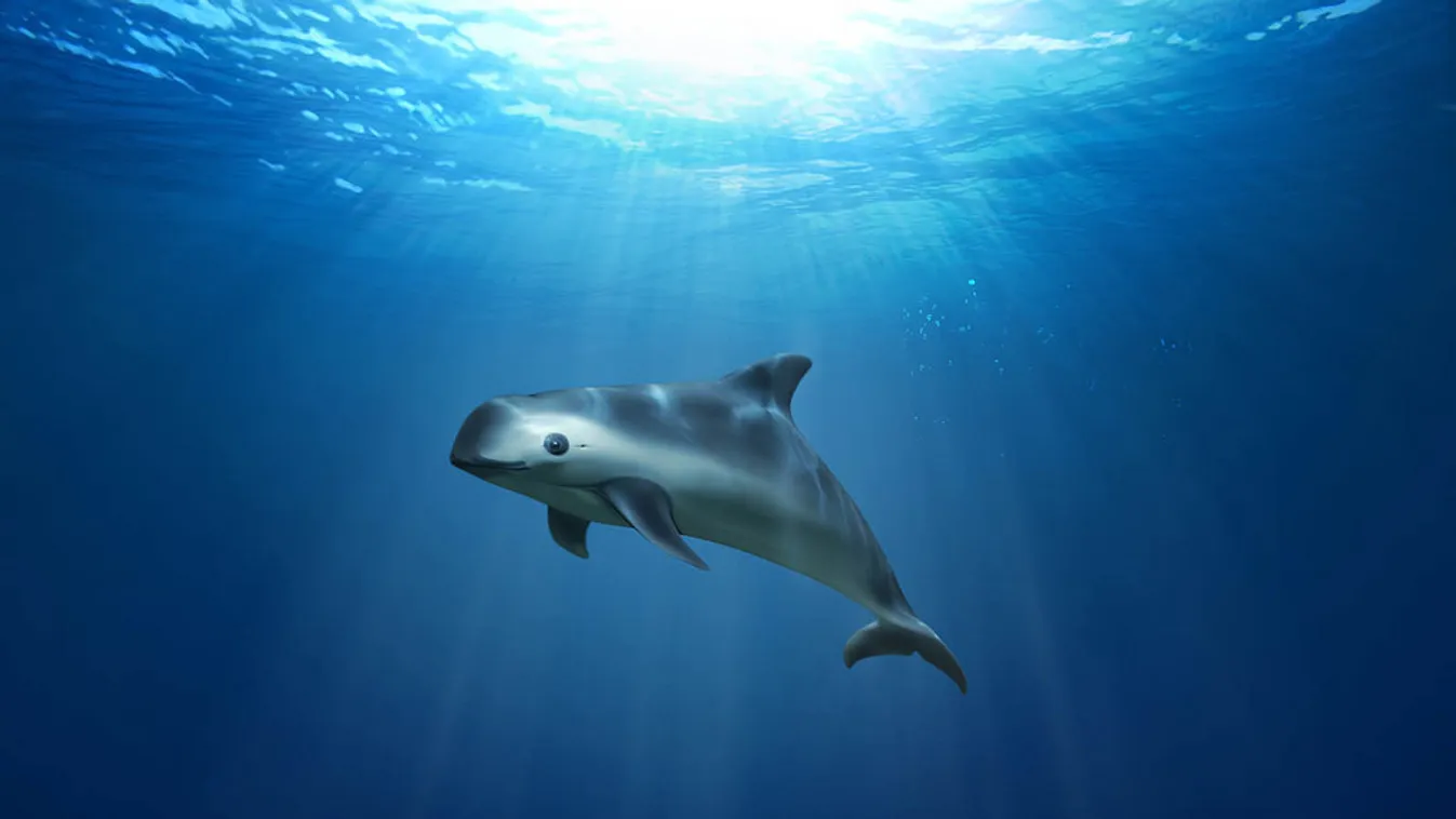 kaliforniai disznódelfin 