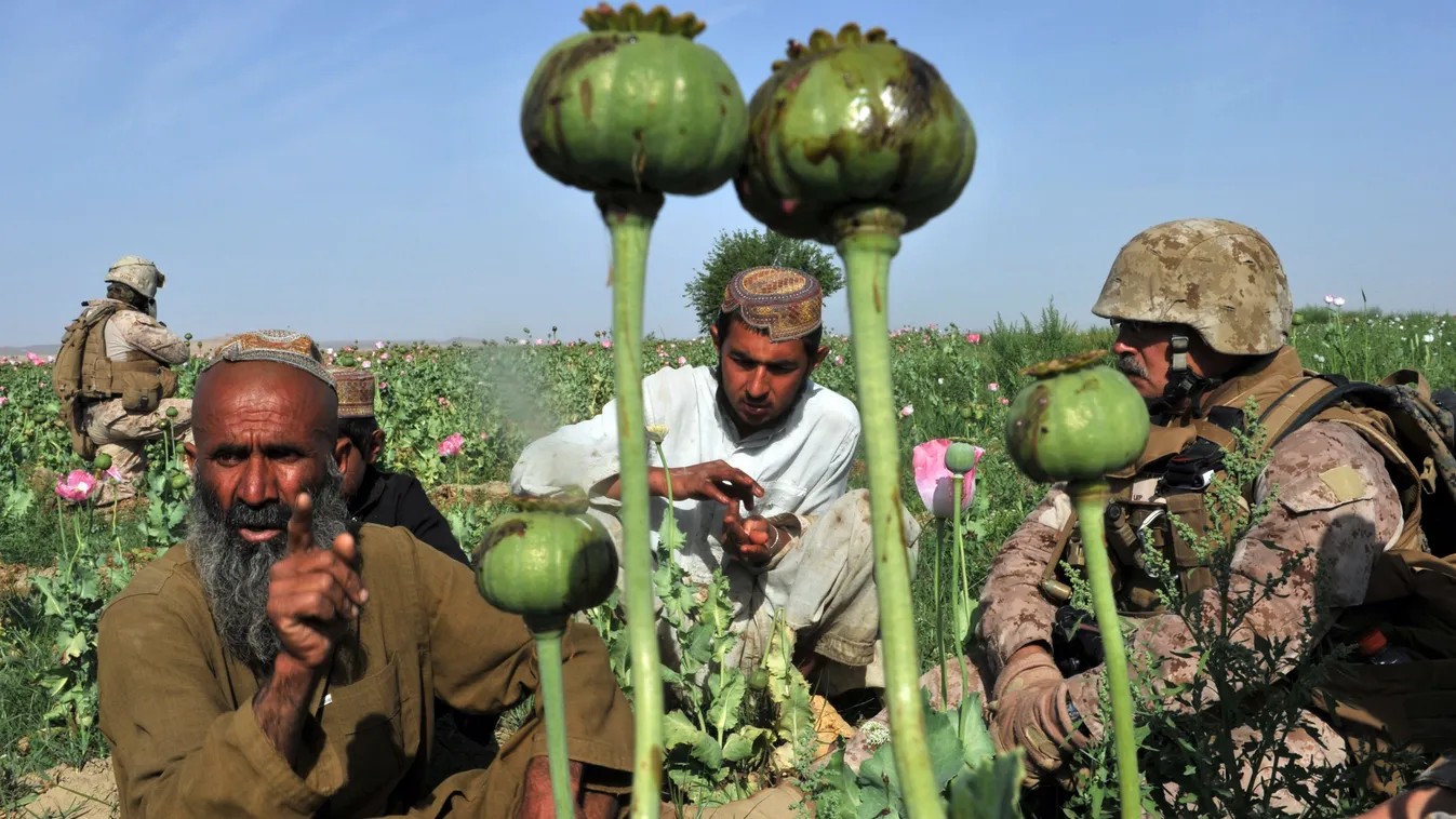 HORIZONTAL OPIUM POPPY GROWING DRUG CROPS PATROL FOREIGN ARMY FIELD FARMER Rudy Ayala (R) Law Enforcement Professional embeded with the Marine corps questions opium poppy farmer Abdul Manan (L) and his two sons, Hastihan (2nd R) and Muhammad Bayan (2nd L)