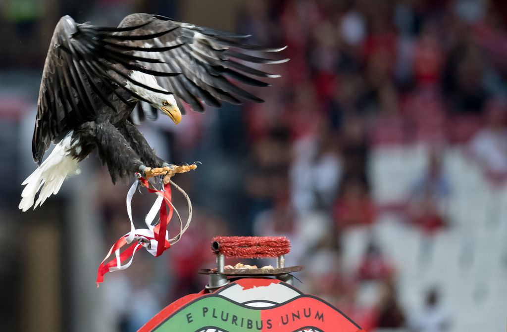 Benfica Lisbon vs Bayern Munich Sports soccer CHAMPIONS LEAGUE Munich Fußball 