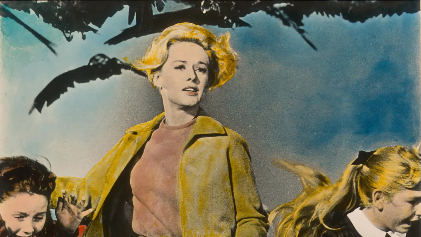 The Birds (1963) USA Cinema agression attaque ATTACK oiseau bird enfant CHILD peur frayeur panique fright HORIZONTAL 