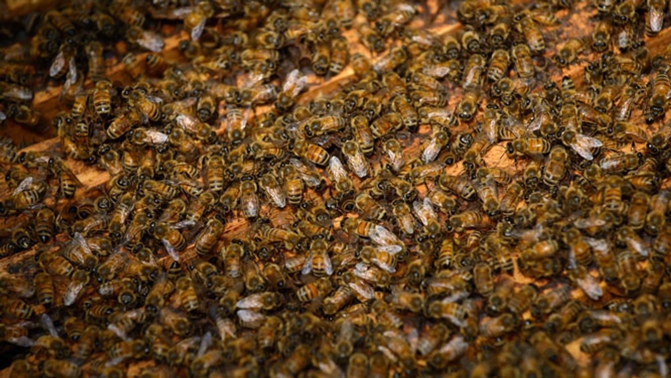 Méhek százai egy kaptárban, robotméh