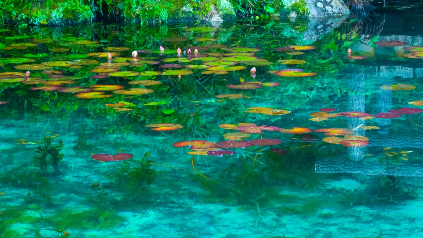 Monet’s Pond Japán 