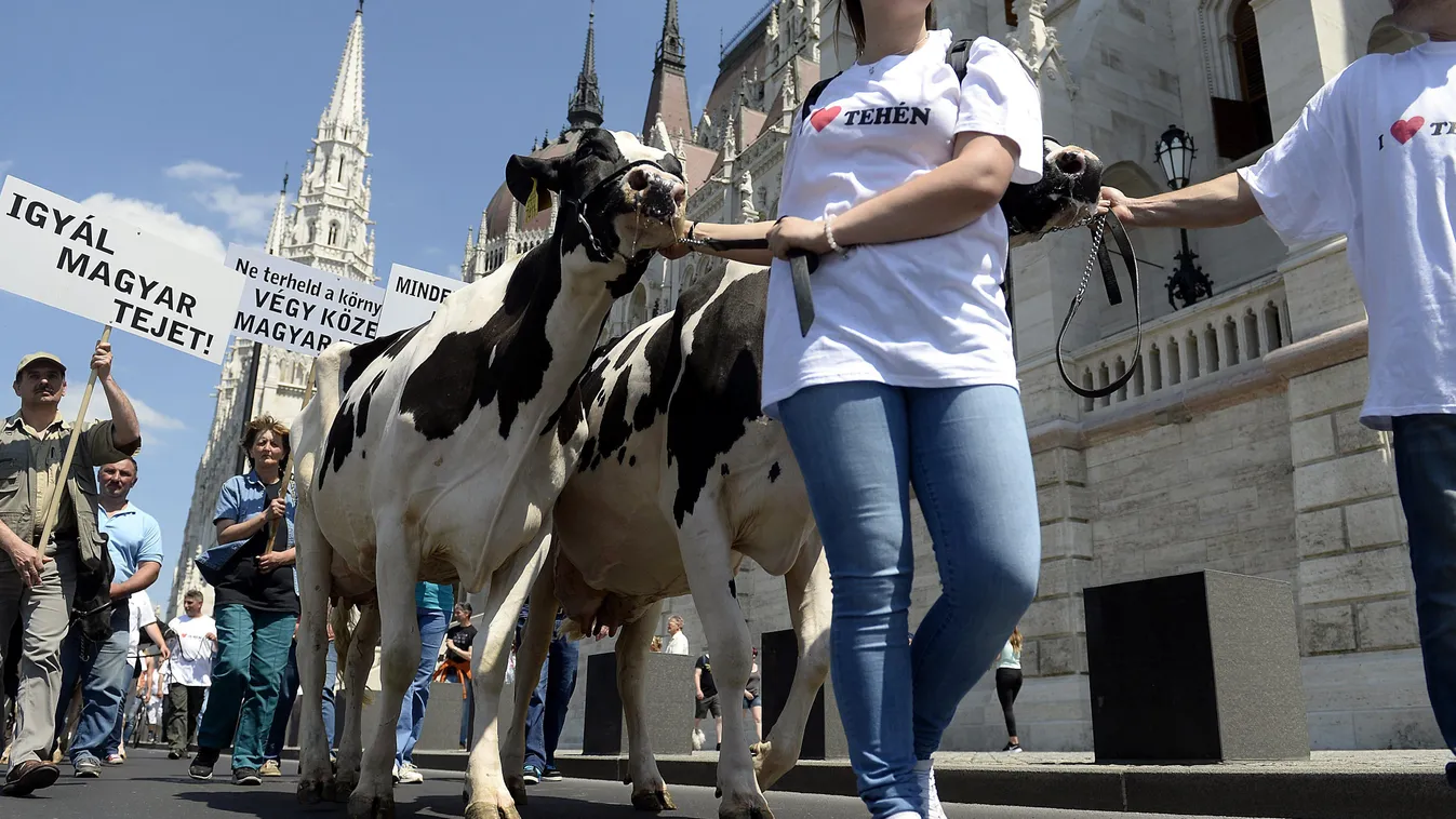 tejtermelők, tehenek, budapest, tüntetés 