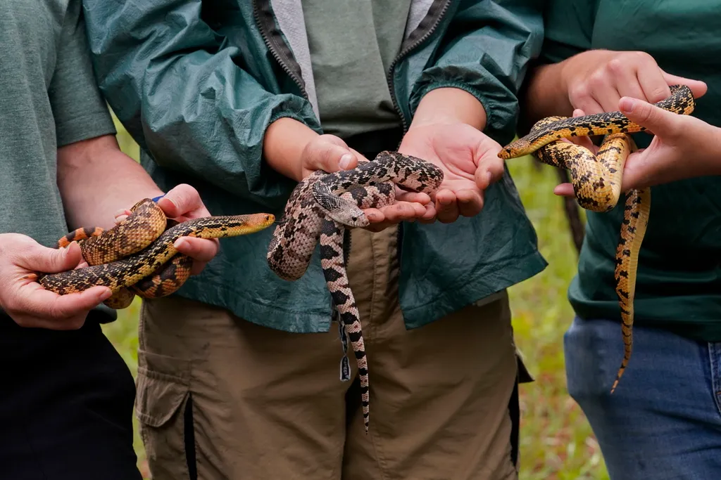 Kígyók telepítése a vadonba az Egyesült Államokban  Pituophis ruthveni óriáskígyófaj színvariánsait szemléltetik a Memphisi Állatkert biológusai, mielőtt egy fajmegőrzési program keretében szabadon engedik a faj mintegy száz példányát a Louisiana á 
