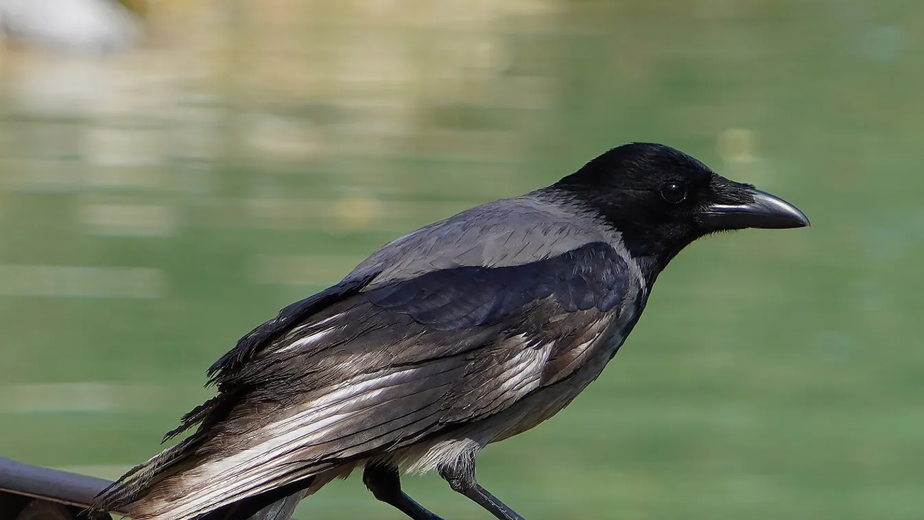 Dolmányos varjú (Corvus cornix) 