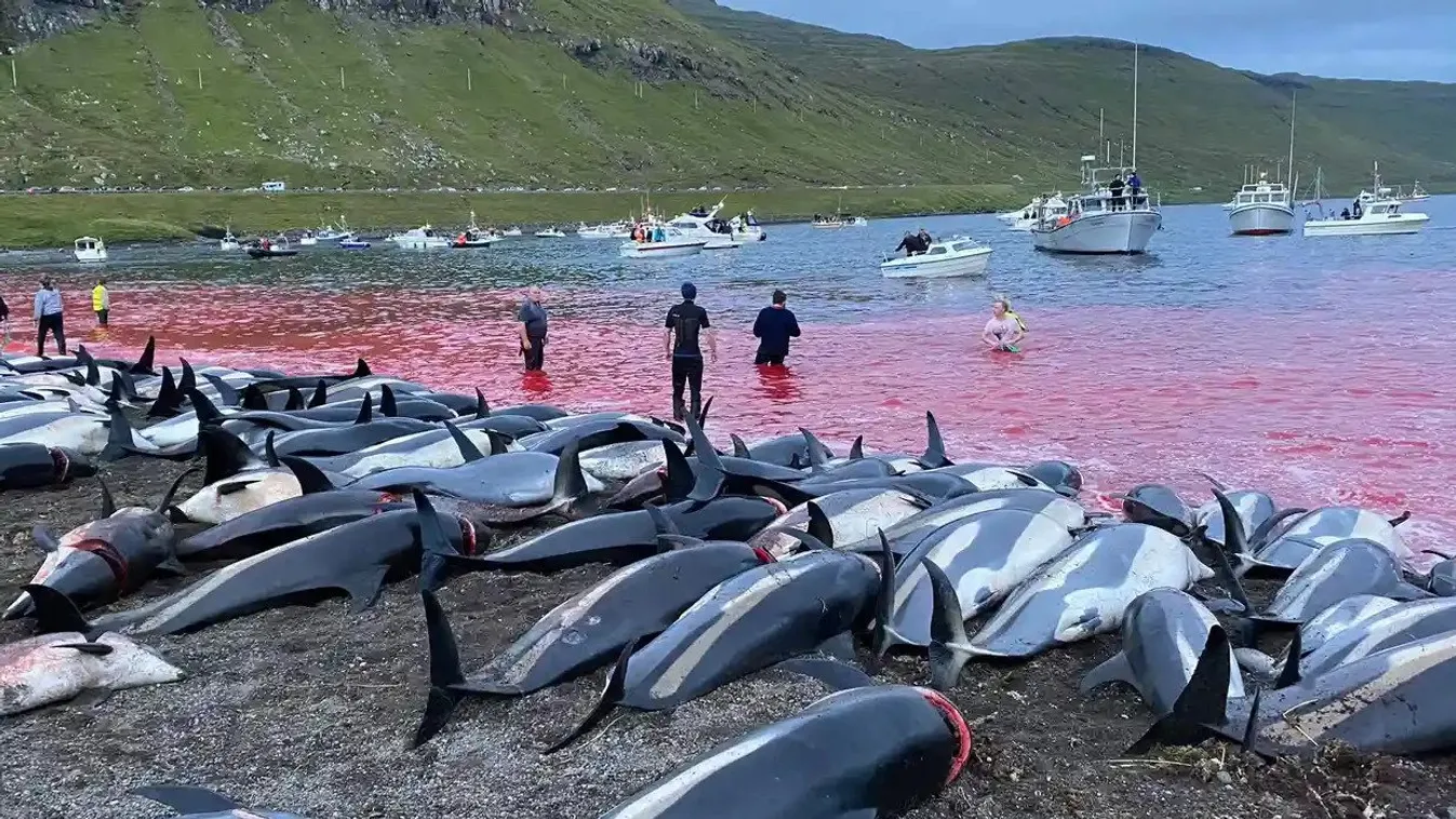 delfin, Feröer-szigetek 