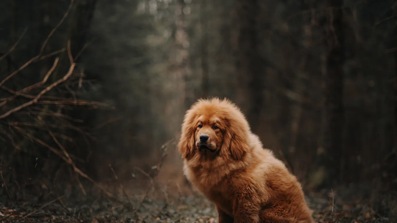 Ezek a világ legdrágább kutyái galéria - tibetian mastiff 