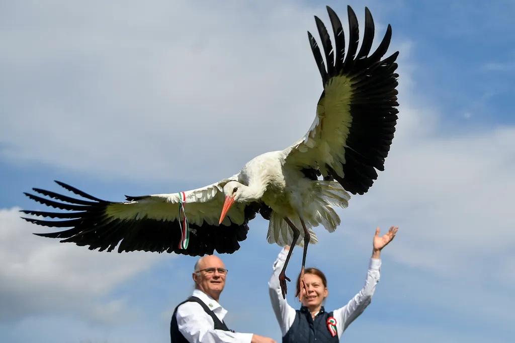 év végi galéria  DÉRI János ÁLLAT állatorvos férfi Foglalkozás gólya igazgató madár nemzetiszín szalag nő önkéntes repül SZEMÉLY SZIMBÓLUM 