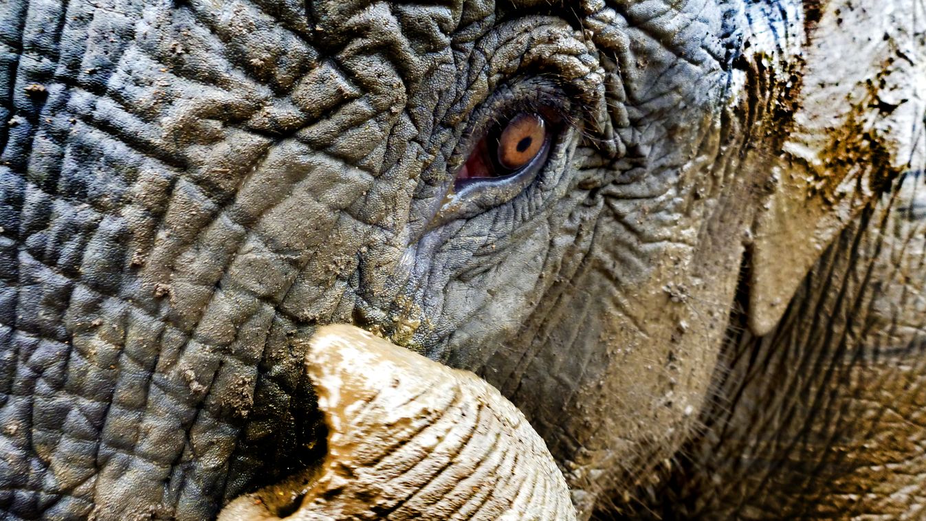 Ázsiai elefánt Myanmar Burma Thaiföld Thailand elephant 