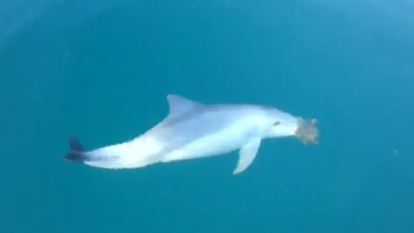 delfin, szivacs, púposhátú delfin 