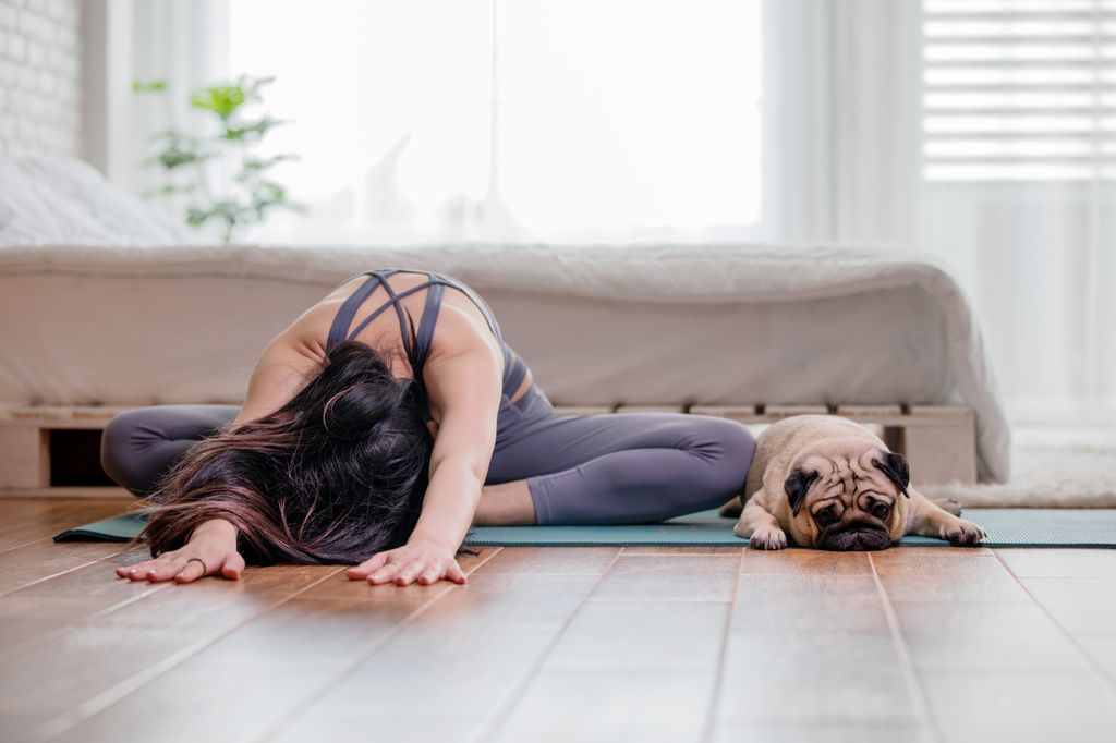 Otthoni jógázás kutyával Woman,Practice,Yoga,With,Dog,Pug,Breed,Enjoy,And,Relax practice,pug,dog exercise,happy,body,domestic,fit,fitness,health 